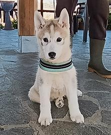 Cuccioli di siberian husky con pedigree Enci