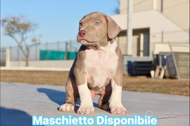 Cucciolo american pitbull terrier