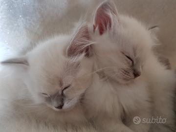 Cuccioli Ragdoll