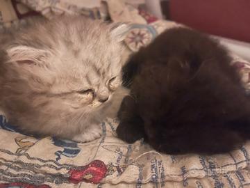 Highland Scotch Straght 71