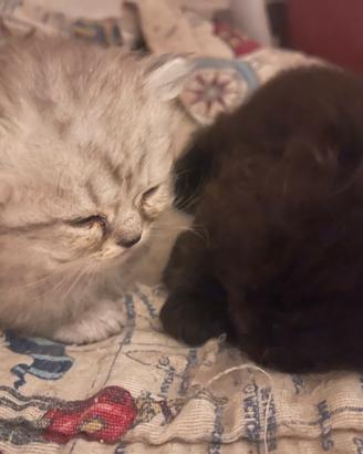 Highland Scotch Straght 71