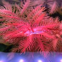 Pianta rossa acquario Proserpinaca Palustris