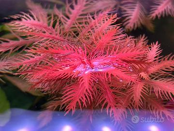 Pianta rossa acquario Proserpinaca Palustris