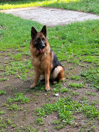 Femina pastore tedesco