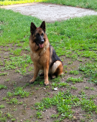 Femina pastore tedesco