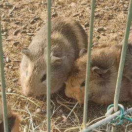 Cuccioli cavie peruviane