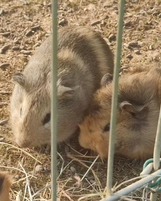 Cuccioli cavie peruviane
