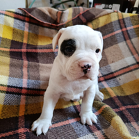 Amstaff