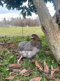 Galline Marans,Araucana,Olive egger,Legbar,moroset