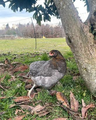 Galline Marans,Araucana,Olive egger,Legbar,moroset