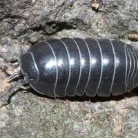 Isopodi: Armadillidium vulgare