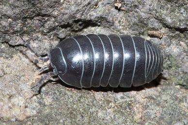 Isopodi: Armadillidium vulgare