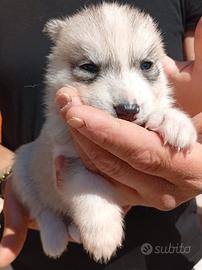 Siberian Husky