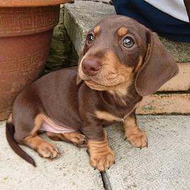 BASSOTTI NANI & BASSOTTO NANO puppy pag. rateale