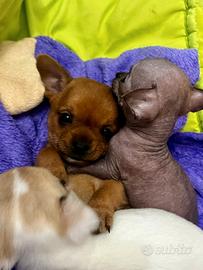 Chihuahua cuccioli