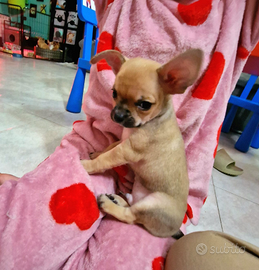 Cucciolo di chihuahua