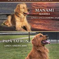 Golden retriever con pedigree ENCI cuccioli