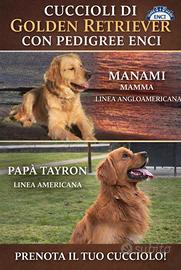 Golden retriever con pedigree ENCI cuccioli