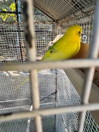 2 Coppie di cocorite