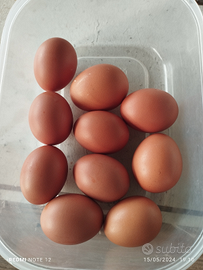 U.o.v. fresche del contadino anche da cova