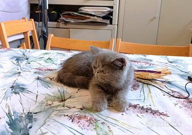Gatto persiano