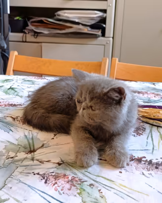 Gatto persiano