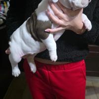American bully