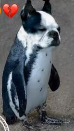 poster pinguino cane
