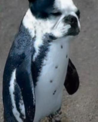 poster pinguino cane