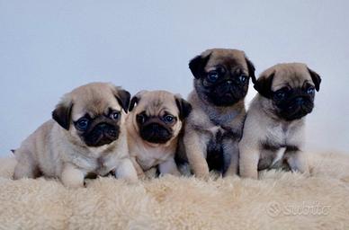 Carlini cuccioli femmina con pedigree