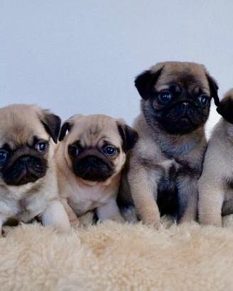 Carlini cuccioli femmina con pedigree