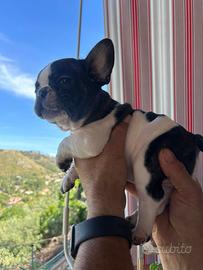 Bulldog francese