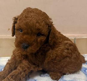 Barboncini toy e mini toy