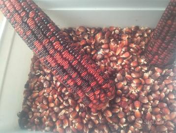 Semi mais rosso