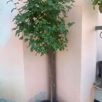 Albero gelso bianco a crescita rapida