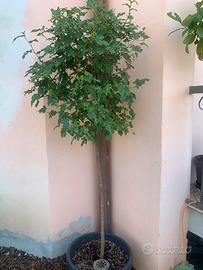 Albero gelso bianco a crescita rapida