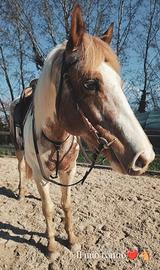 Iron puledro di 6 anni
