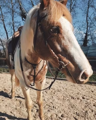 Iron puledro di 6 anni