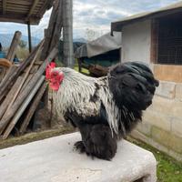 Galline cocincine nane