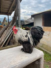 Galline cocincine nane