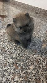 Spitz di Pomerania nano