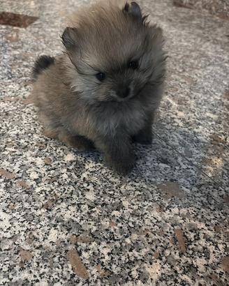Spitz di Pomerania nano