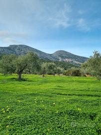 Uliveto zona Settile