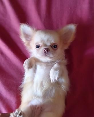 chihuahua 
