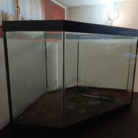 acquario con tartarughe 