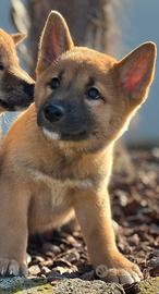 I nostri shiba inu ( cuccioli di 2 mesi)