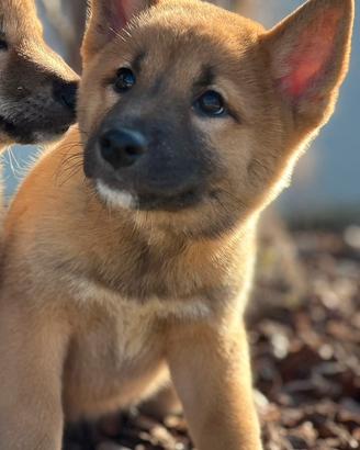 I nostri shiba inu ( cuccioli di 2 mesi)
