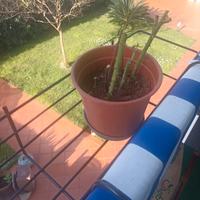 lotto 5 porta piante