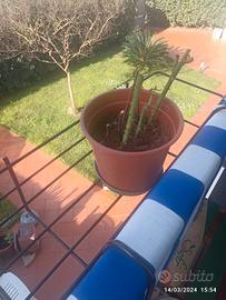 lotto 5 porta piante