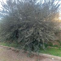 Alberi di Olivo